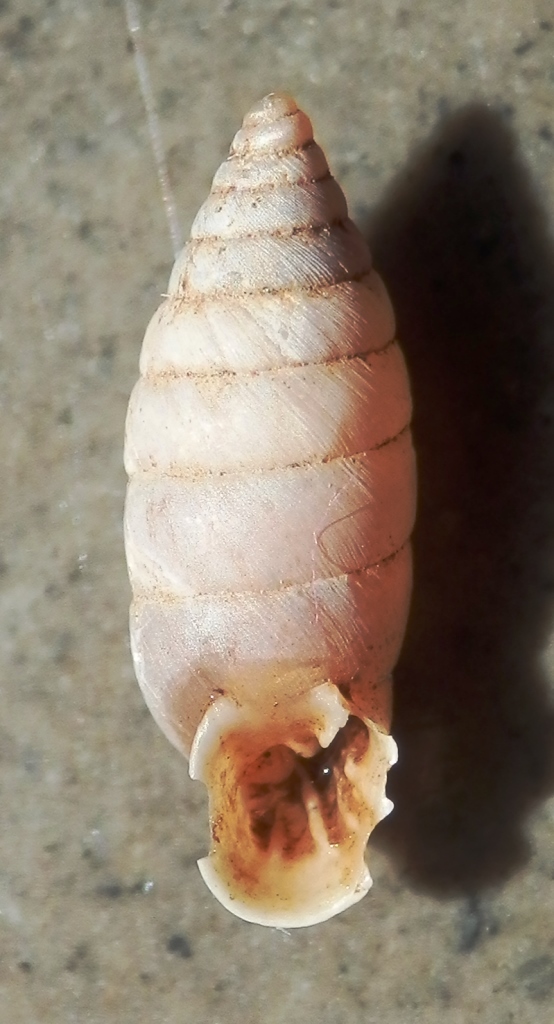 Chondrinidae da identificare